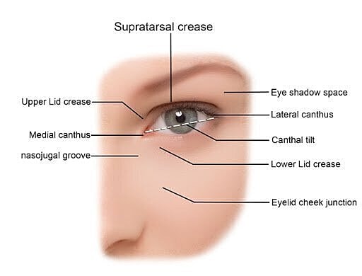 Anatomy of the human eyelid and eye regions.