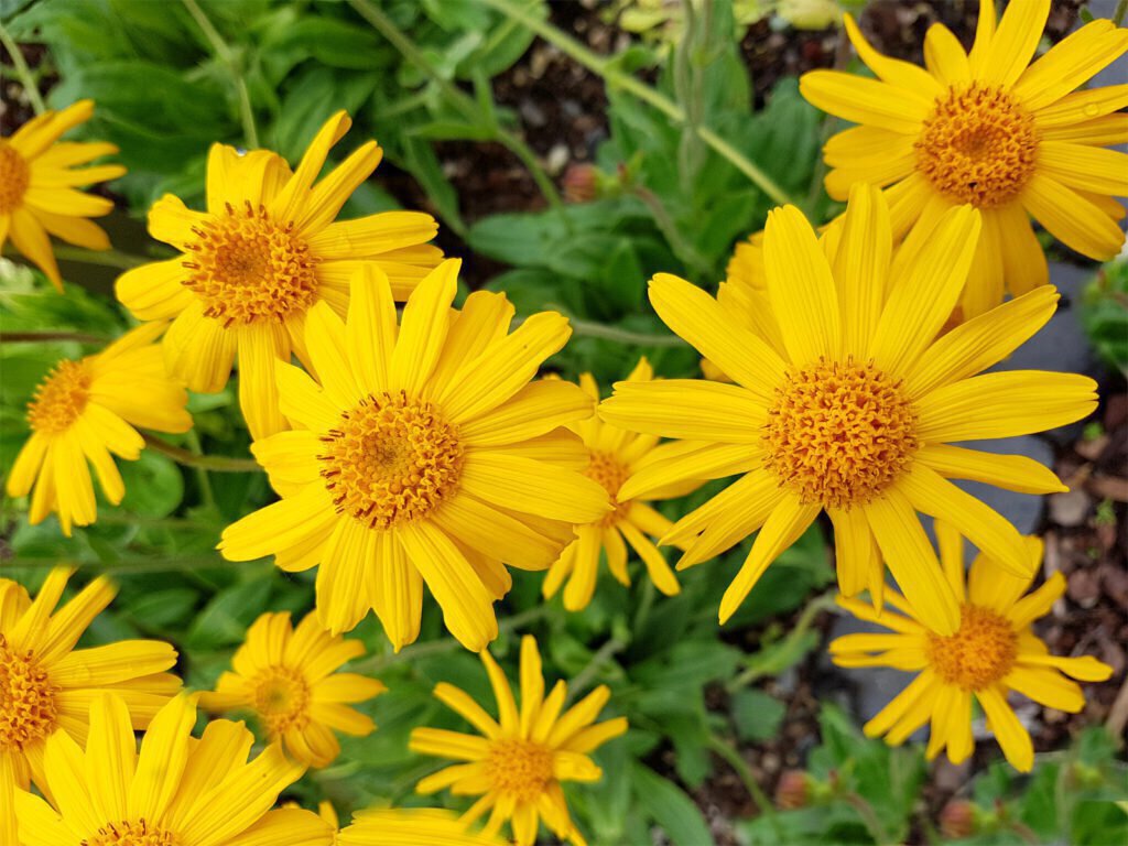 Arnica Flower