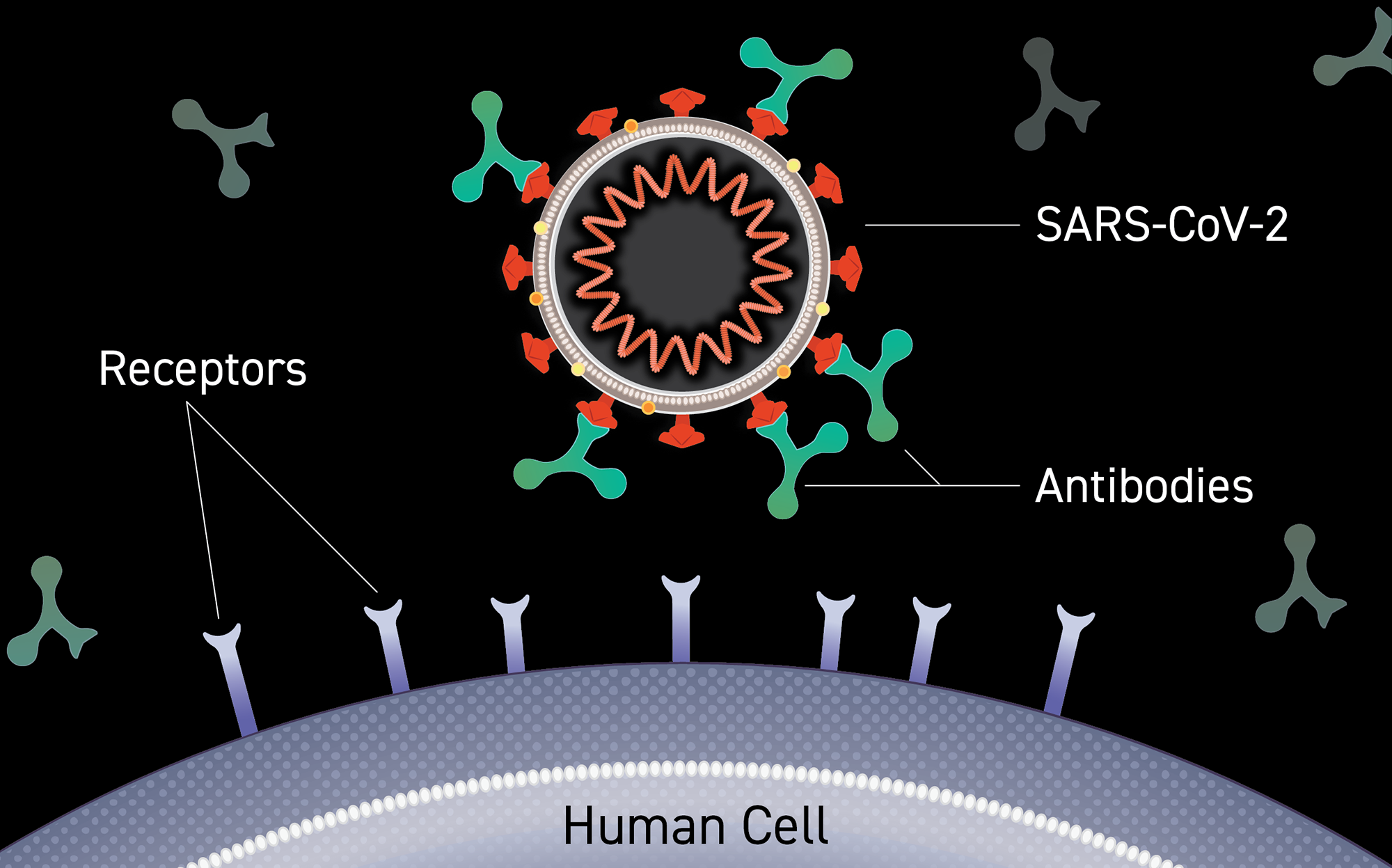 Graphic info of SARs virus