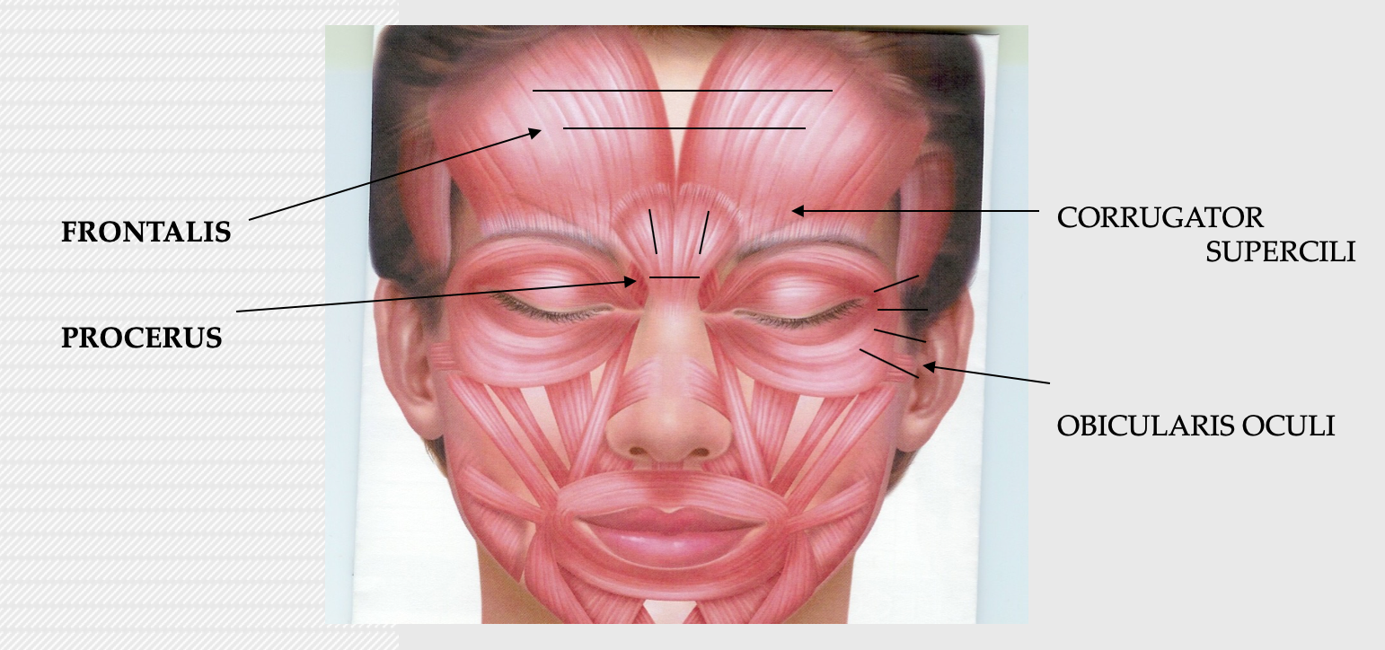 Diagram of face muscles