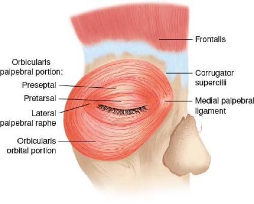 Vero Beach eyelid surgery diagram