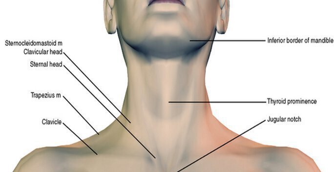 Neck anatomical infographic