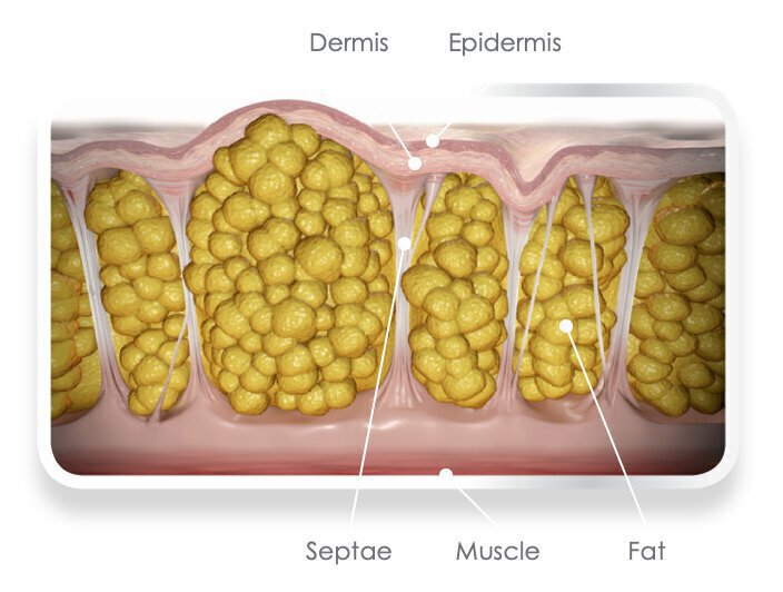 Skin infographic