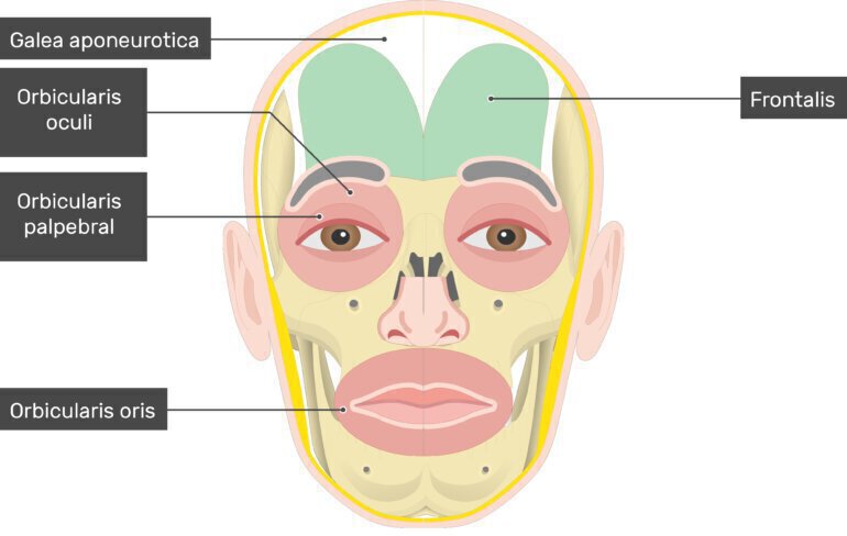 Frontalis Muscle